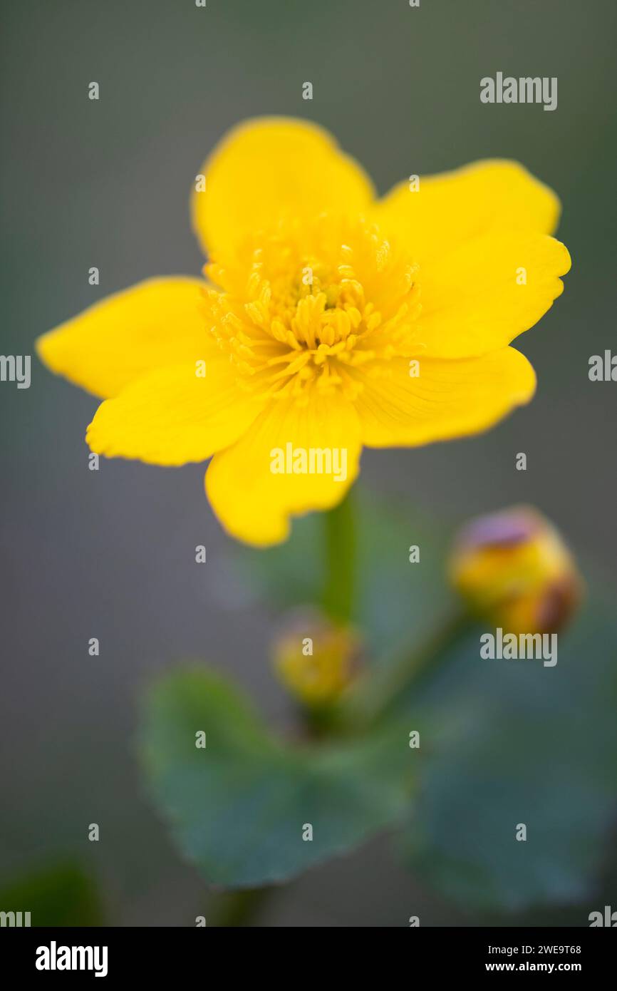 Sumpfdotterblume (Caltha palustris), Stockfoto