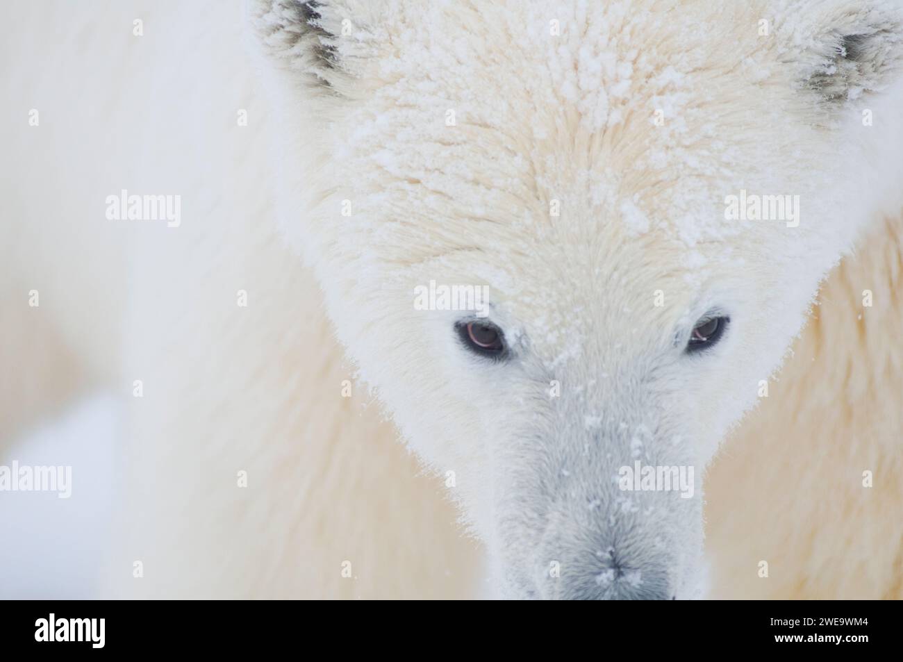 Eisbär Ursus maritimus ausgewachsene Sau Gesichts Schuss auf neu gebildetem Packeis während des Herbstfrostes 1002 ANWR Kaktovik Barter Island Alaska Stockfoto