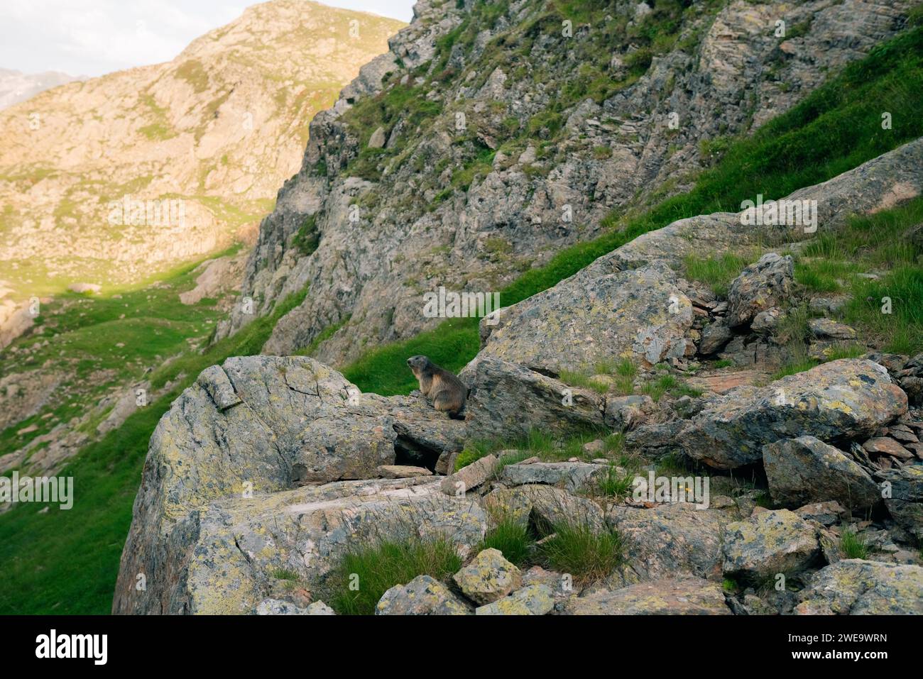 Ein Murmeltier in den Bergen, in den katalanischen Pyrenäen, spanien Stockfoto