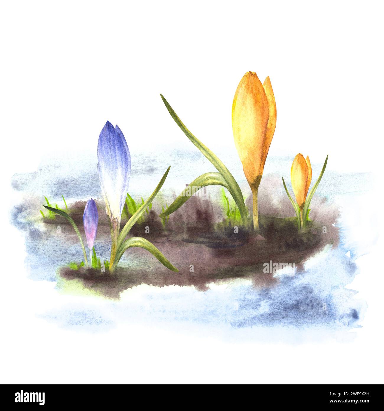 Aquarell gemalte Clipart-Illustration Ankunft des Frühlings, das Erwachen der Natur nach dem Winter schmelzenden Schnee, gelb lila blaue Krokusse Blumen Stockfoto
