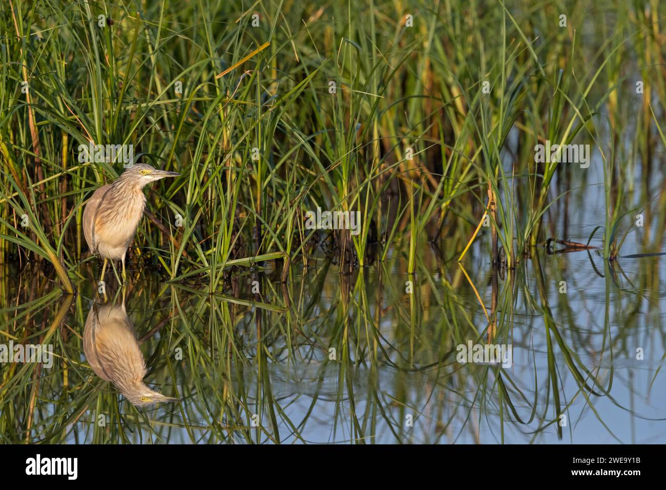 Rallenreiher, Ardeola Ralloides, Stockfoto