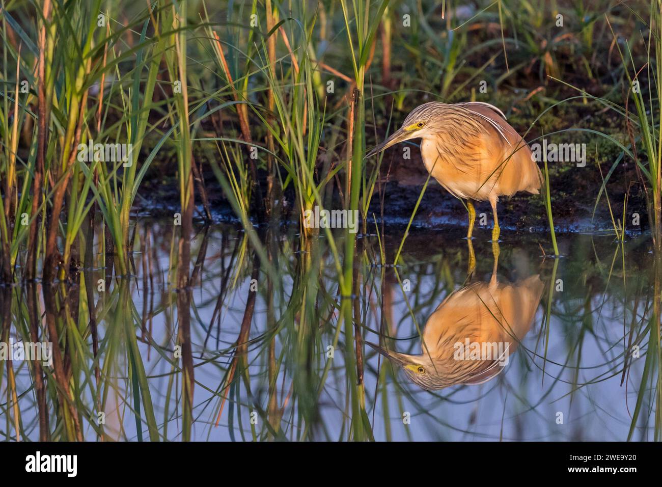 Rallenreiher, Ardeola Ralloides, Stockfoto