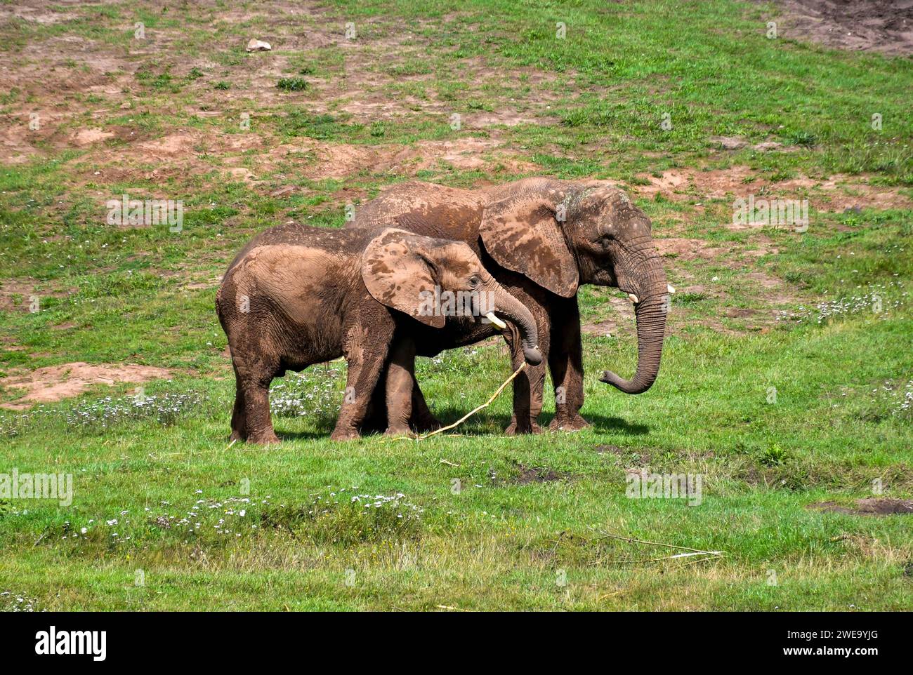 Mutter und Baby-Elefant Stockfoto