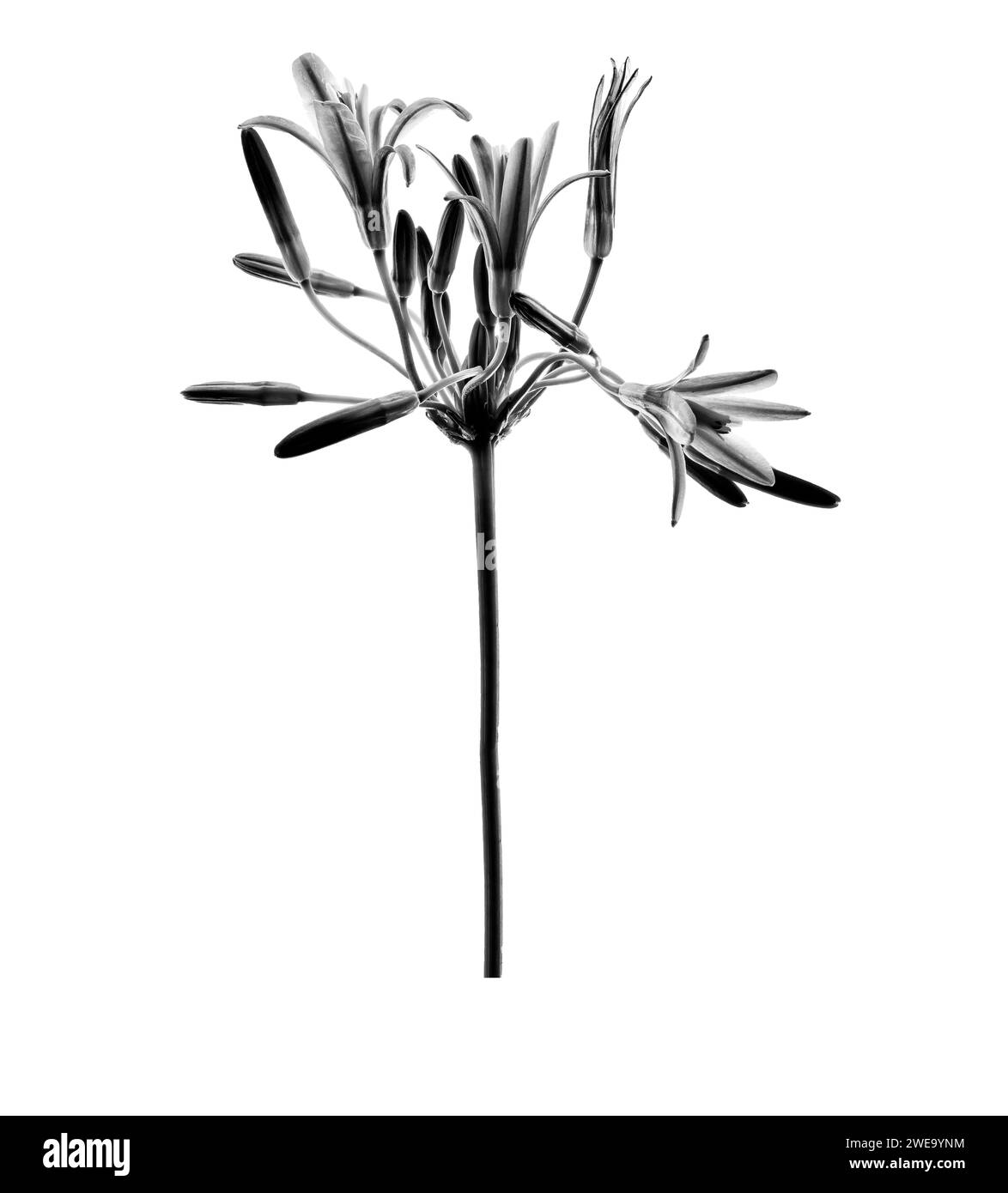 Junge Stylistin Bei Der Arbeit Stockfoto