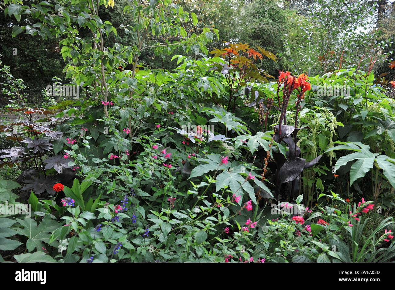 Das tropische Blumenbeet im Picton Garden bei der Old Court Gärtnerei Stockfoto