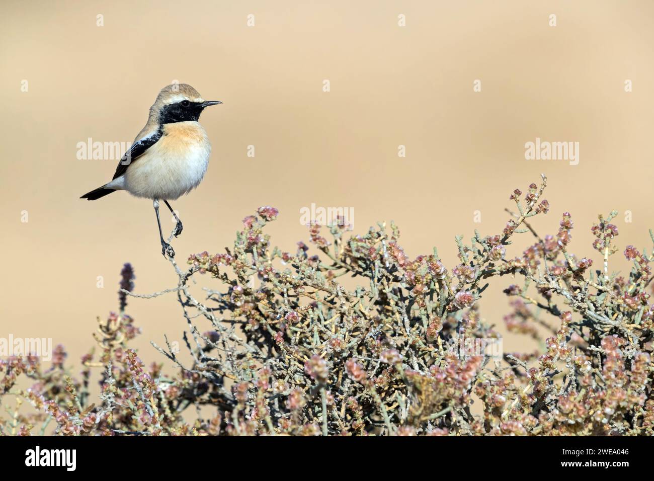 Wüstensteinschmätzer, Oenanthe deserti, Stockfoto