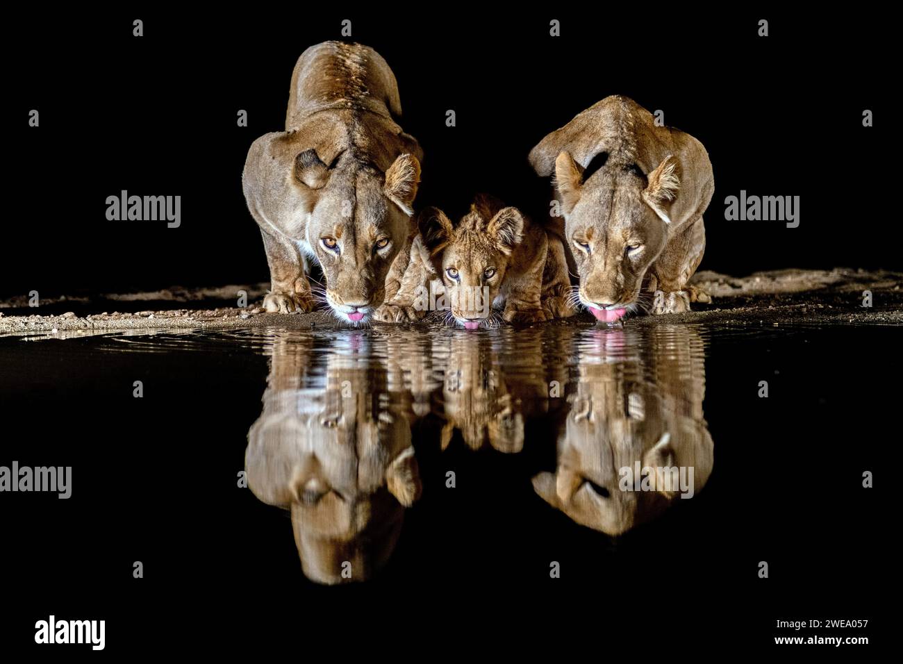 Zwei Löwen und ein Jungtier trinken nachts Wasser am Wasserloch, Zimanga, Südafrika, privates Wildreservat, Stockfoto