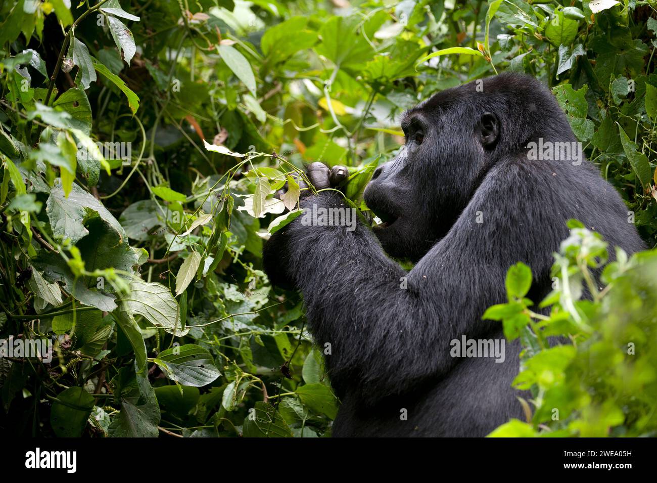 Gorilla (Gorilla berengei berengei) Berggorilla, Bwindi Inpenetrable National Park, Uganda. Stockfoto