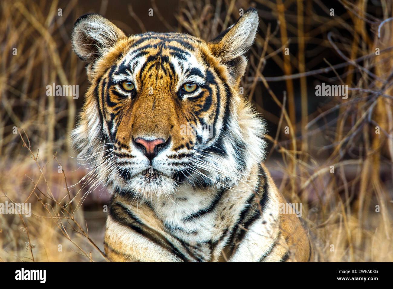 Königstiger (Panthera tigris tigris), Tigerin Mutschili, weiblich, Bengaltiger, Porträt, Tierwelt, Stockfoto