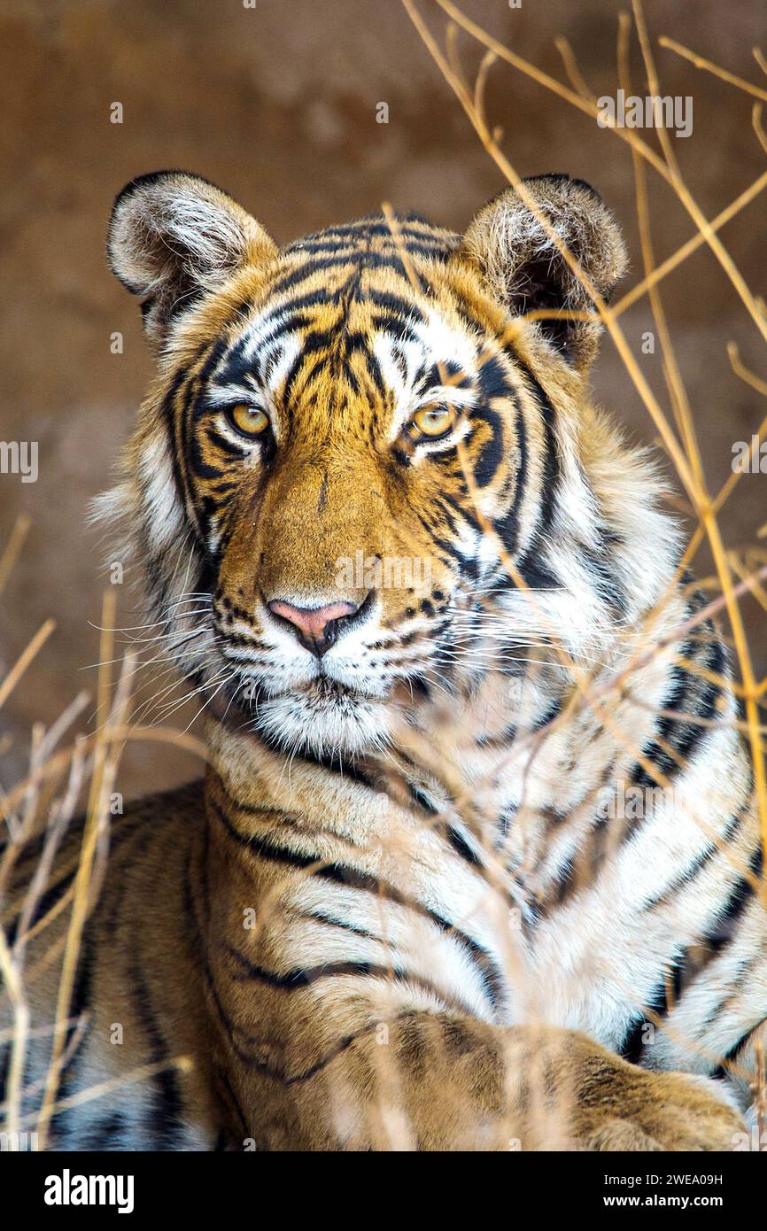 Königstiger (Panthera tigris tigris), Tigerin Mutschili, weiblich, Bengaltiger, Porträt, Tierwelt, Stockfoto