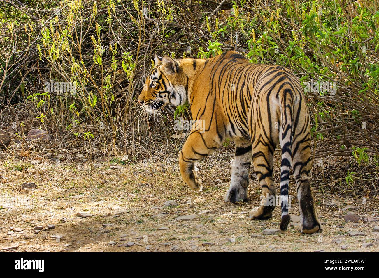Tiger (Panthera tigris tigris), Bengaltiger, Königstiger, Indien, Stockfoto
