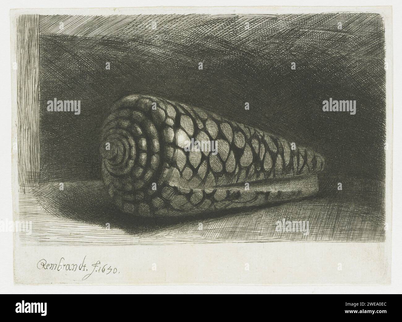 The Shell, Rembrandt van Rijn, 1650 Druckpapier Ätzen / Trockenspitzen Weichtiere (+ Shell, Schneckenschale usw.) Stockfoto