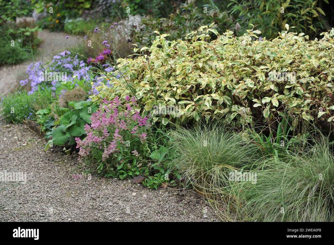 Der Picton Garden bei der Old Court Gärtnerei, Heimat der National Plant Collection of Michaelmas Daisies (Symphyotrichum, Aster) Stockfoto