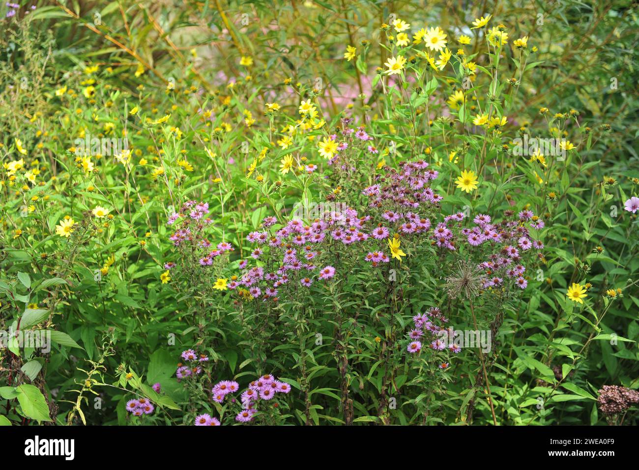 Ein Herbstblumenbeet mit einem rosa New England Aster (Symphyotrichum novae-angliae) und einer gelben Sonnenblume (Helianthus) Stockfoto