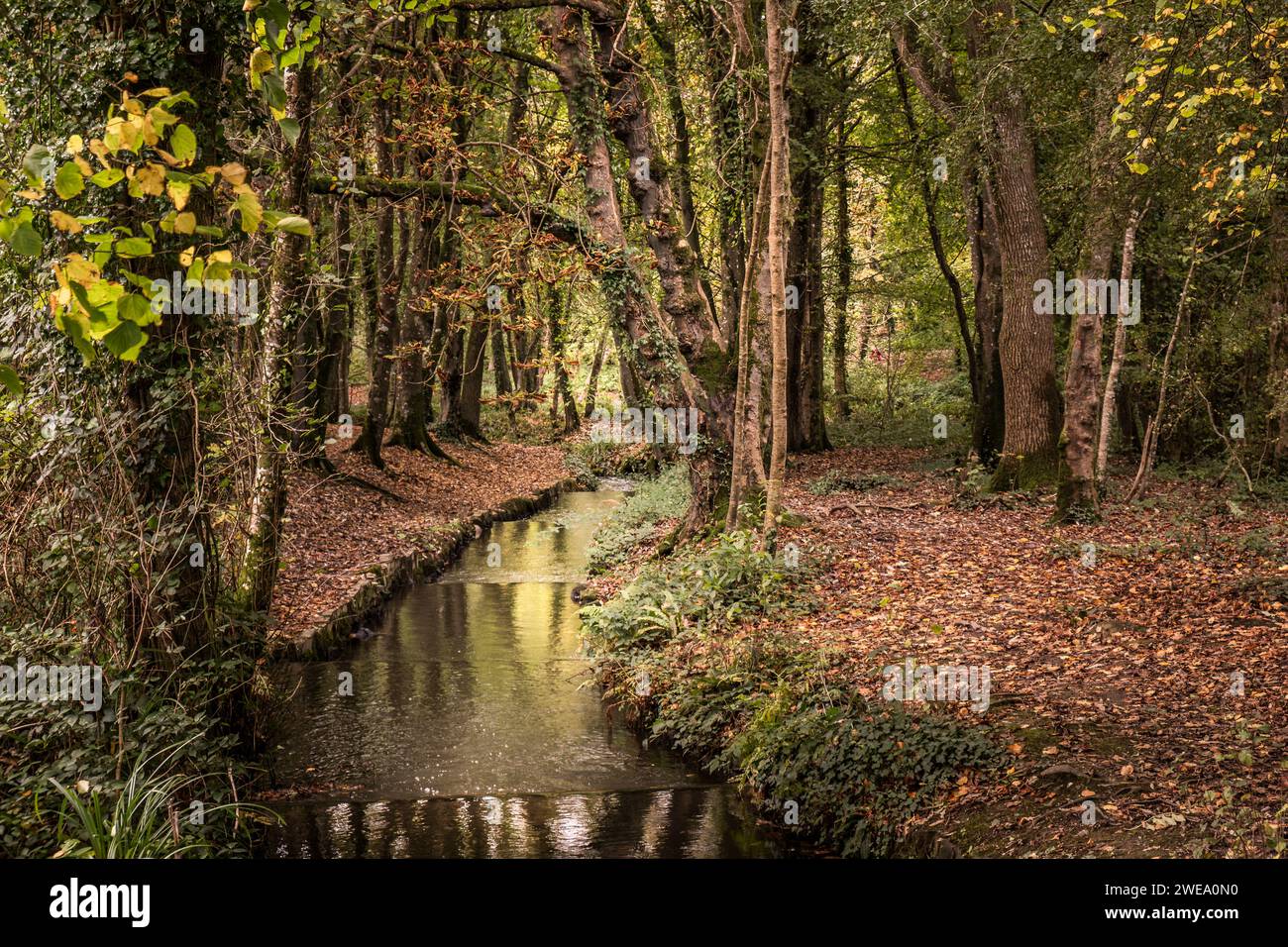 Tehidy River fließt durch den Tehidy Woods Country Park in Cornwall, Großbritannien. Stockfoto