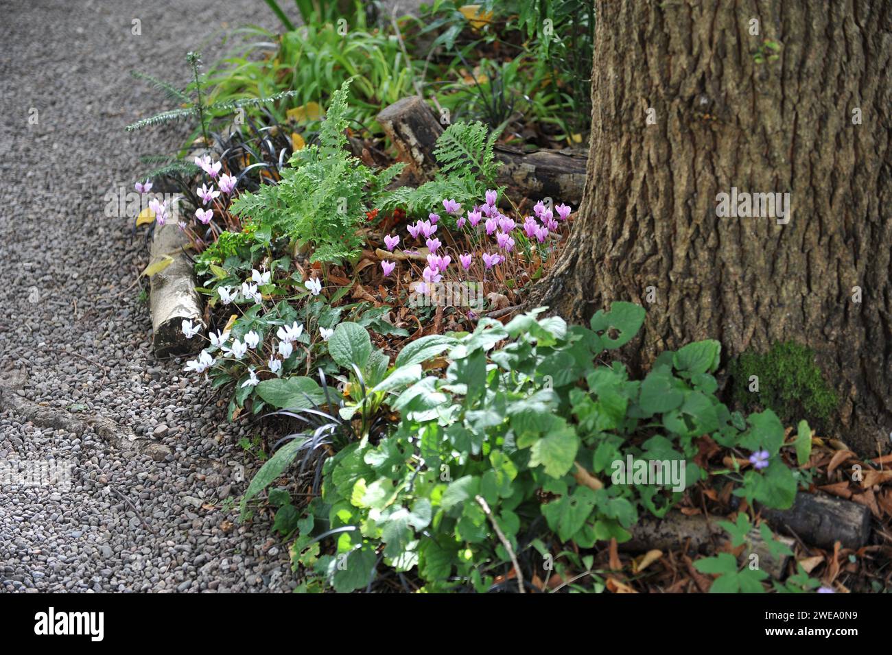 Laubpflanzen und Blüten in rosa und weißen Cyclamens in einem Waldgarten im Oktober Stockfoto