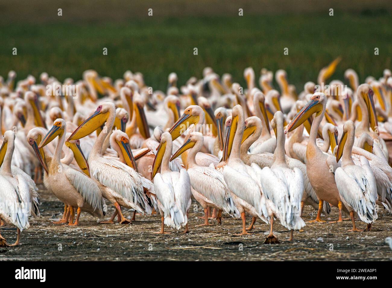 Rosapelikane (Pelecanus onocrotalus) Stockfoto