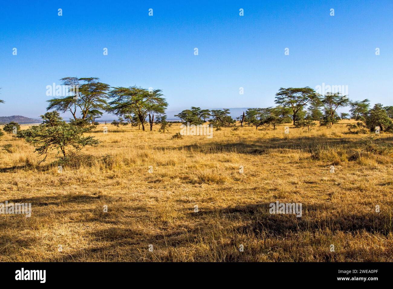 Lake Nakuru Nationalpark Stockfoto