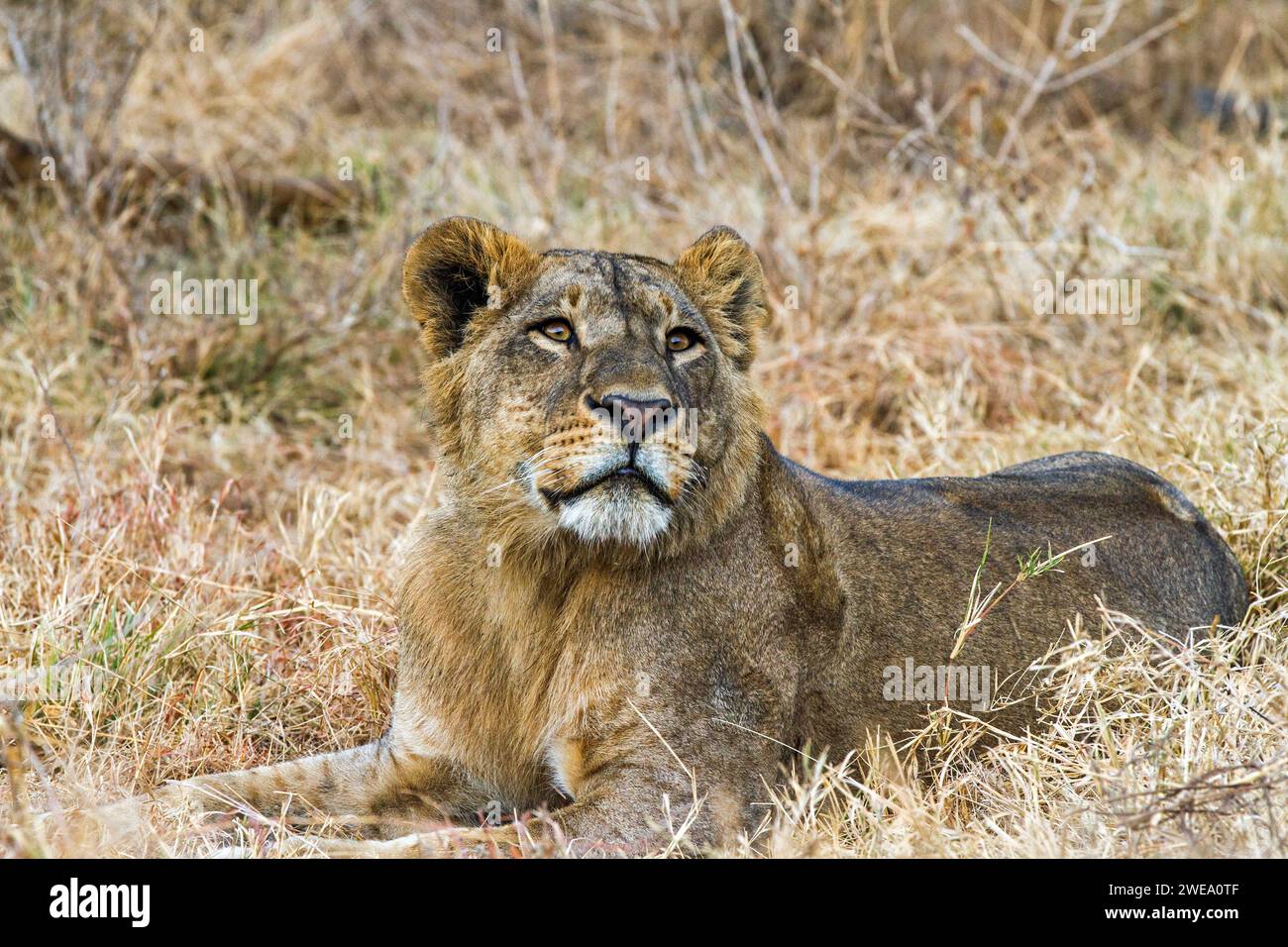 Löwin (Panthera Leo) Stockfoto