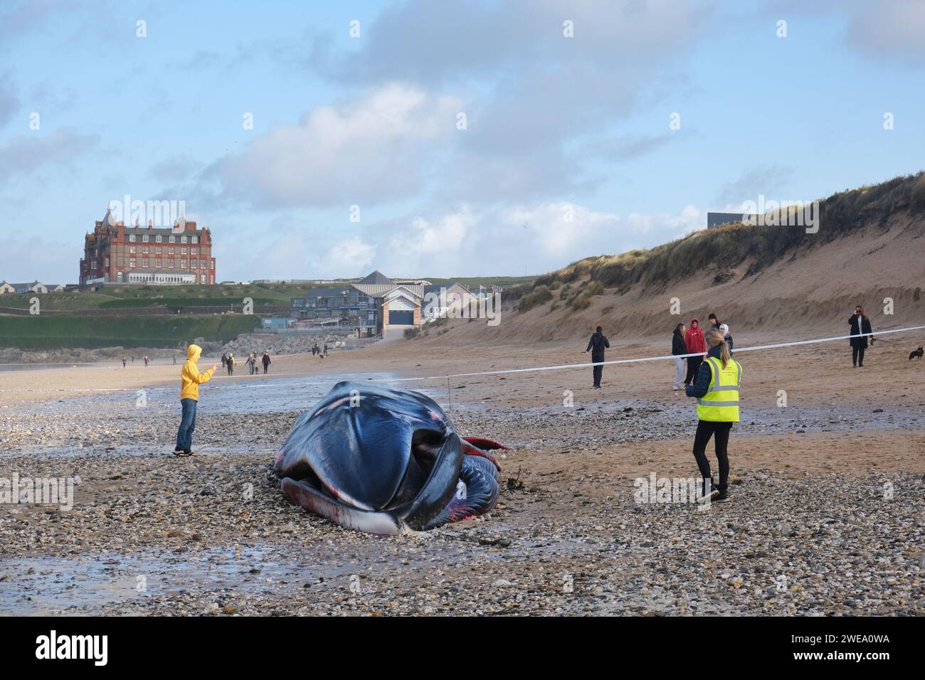 Die Kadaver des 16 Meter langen Finnwals wurden am Fistral Beach in Newquay in Cornwall in Großbritannien gespült. Stockfoto
