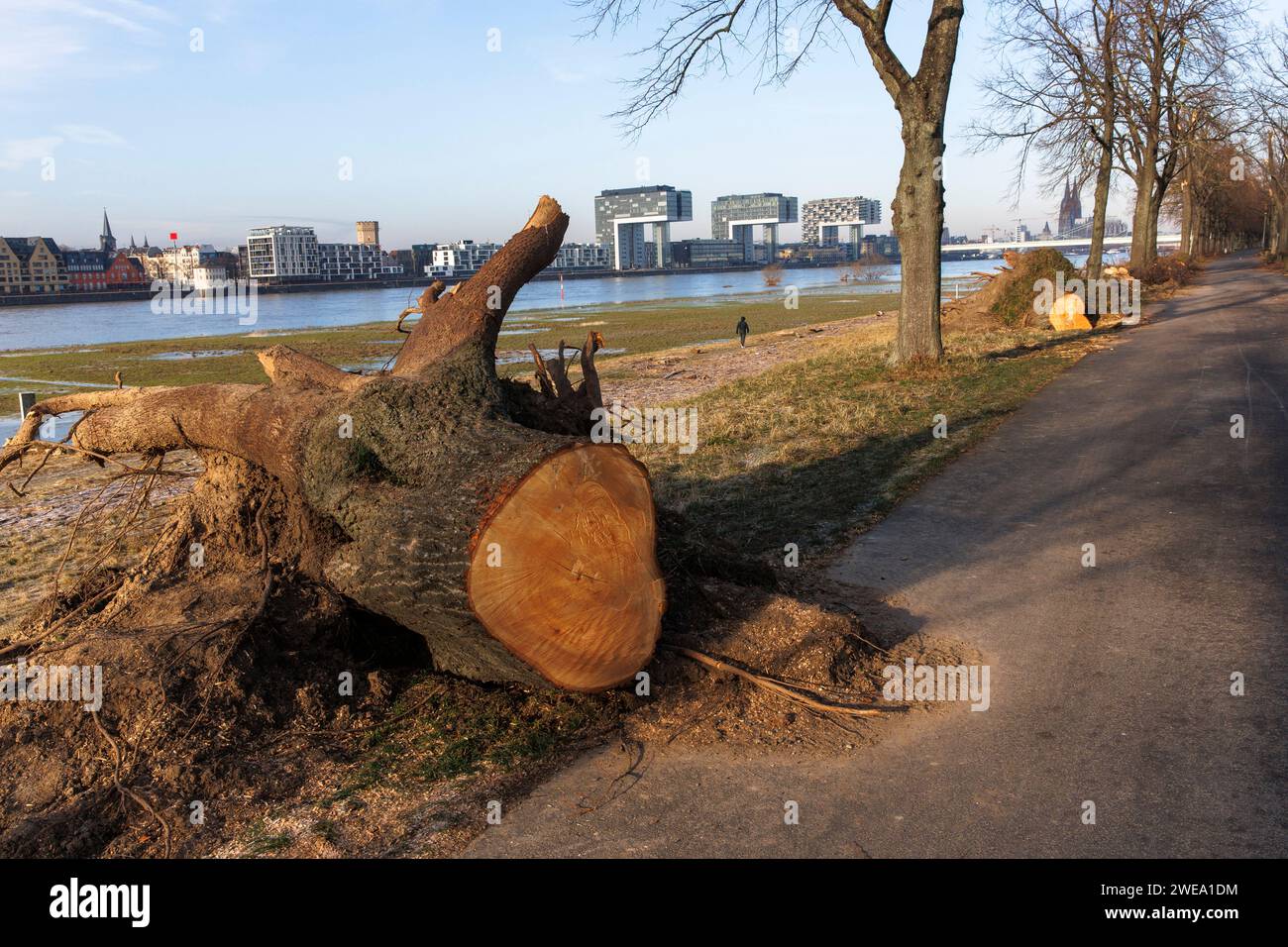 Gefällte Bäume auf der Straße Alfred-Schuette-Allee am Rhein im Landkreis Deutz, Blick auf die Kranhäuser am Rheinauer Hafen und den Katheter Stockfoto