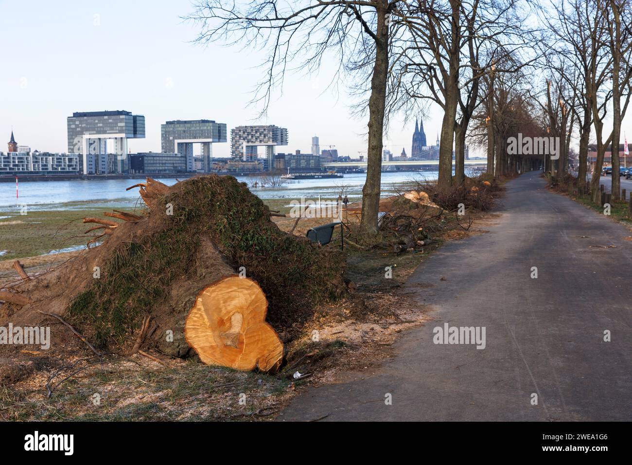 Gefällte Bäume auf der Straße Alfred-Schuette-Allee am Rhein im Landkreis Deutz, Blick auf die Kranhäuser am Rheinauer Hafen und den Katheter Stockfoto