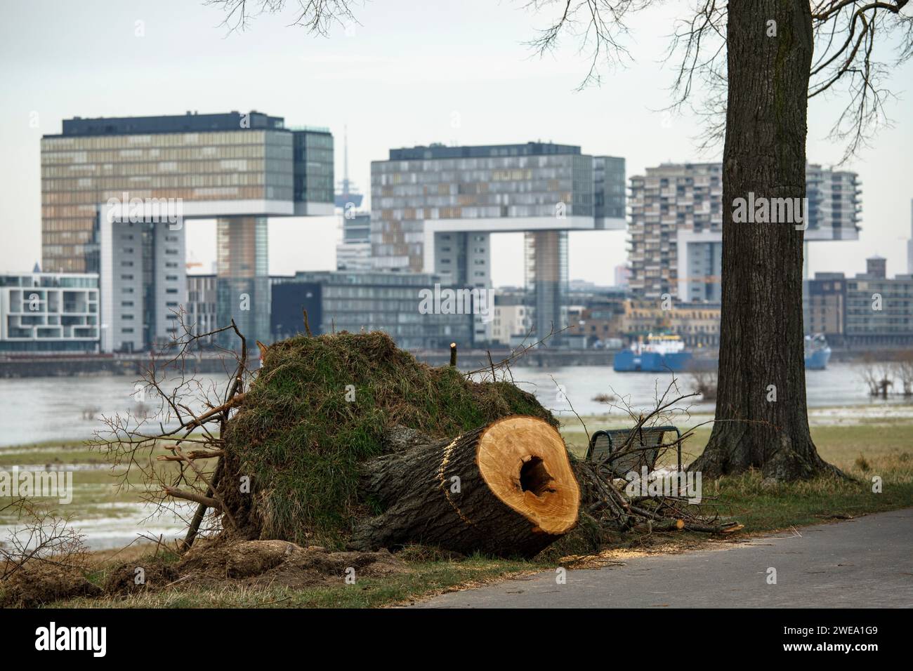 Gefällte Bäume auf der Straße Alfred-Schuette-Allee am Rhein im Landkreis Deutz, Blick auf die Kranhäuser am Rheinauer Hafen, Köln, GE Stockfoto