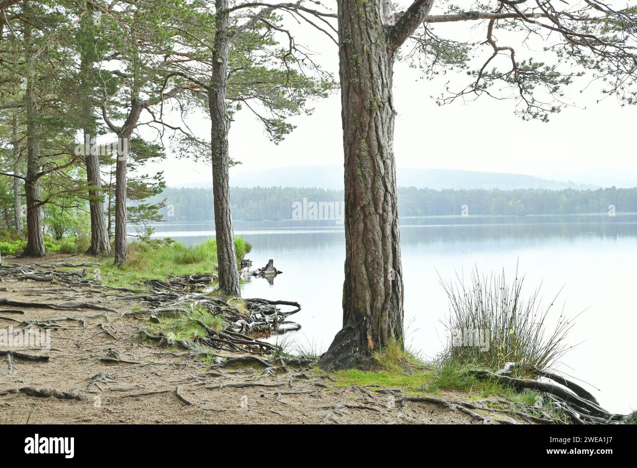 Loch Garten, einer der Speyside Forest Lochs in Abernethy Forest, Schottland Stockfoto