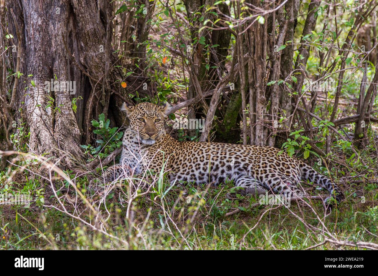 Leopard (Panthera Pardus) Stockfoto