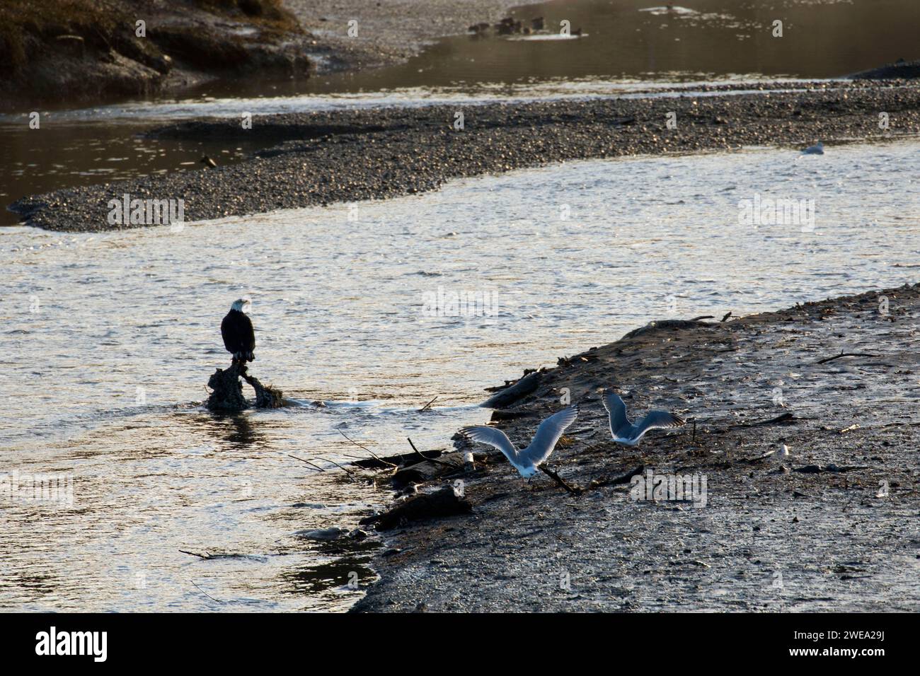 Weißkopf-Seeadler, Kennedy Creek natürliche Umgebung zu erhalten, Mason County, Washington Stockfoto