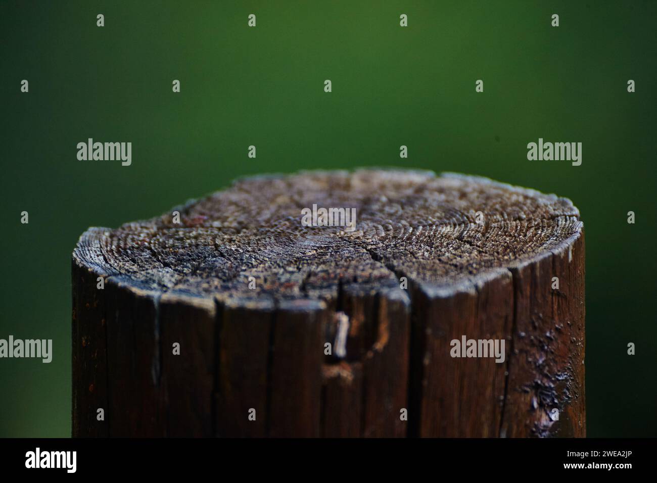 Strukturierte Baumringe in Nahaufnahme mit naturgrünem Hintergrund Stockfoto