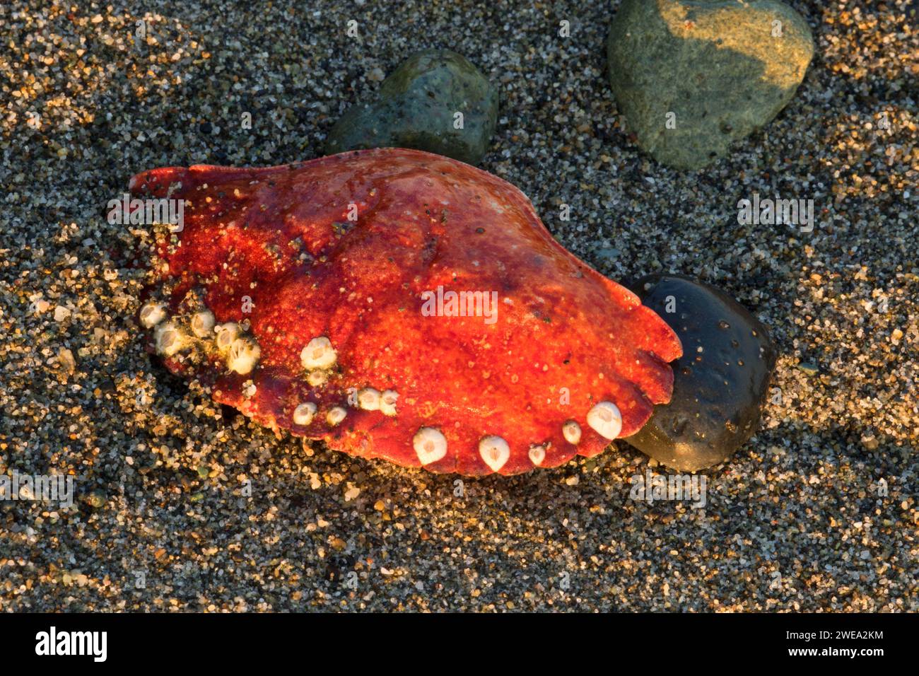 Krabbe shell, Fort Flagler State Park, Washington Stockfoto