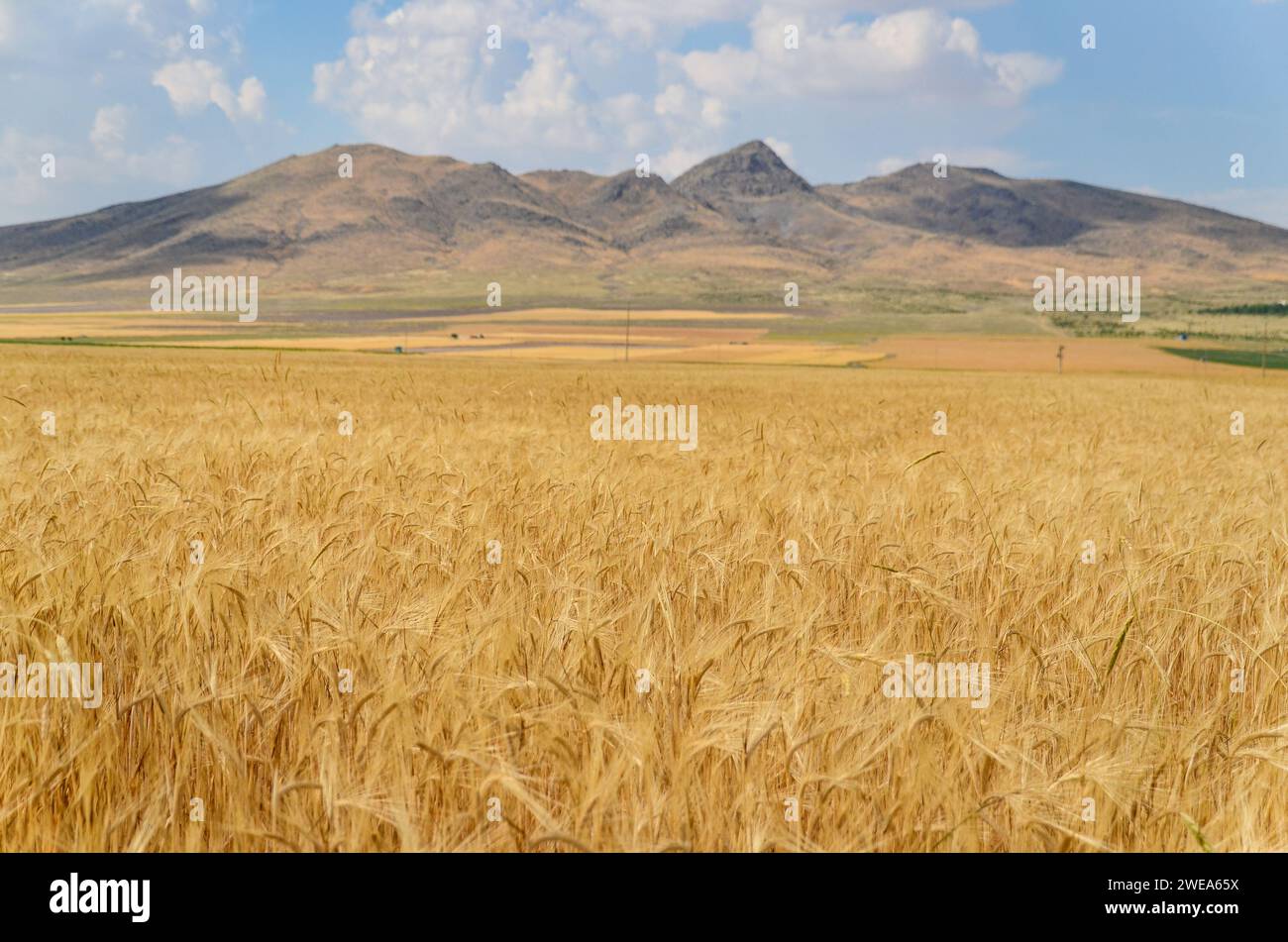 Goldenes Weizenfeld in der Türkei mit fernen Bergen und Wolken an einem klaren blauen Himmel an einem sonnigen Tag entlang der Straße von Karapınar nach Emirgazi Stockfoto