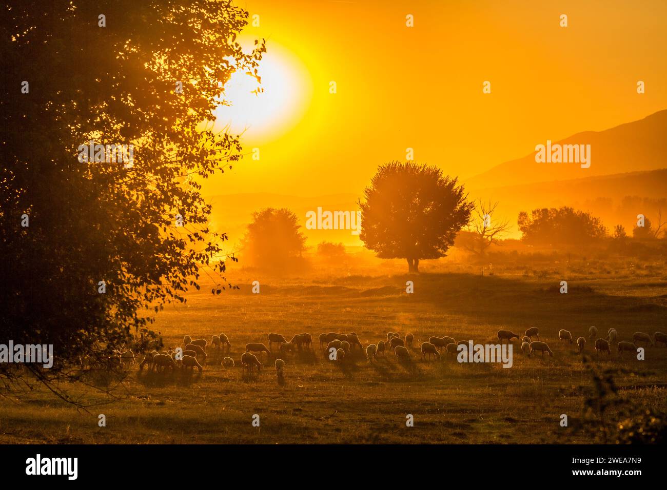 Landschaft goldener Sonnenuntergang in der Landschaft Nordgriechenlands in der Nähe des Kerkini-Sees, eines Nationalparks. Kein Nebel, sondern Staub durch fließende Wasserbüffel Stockfoto