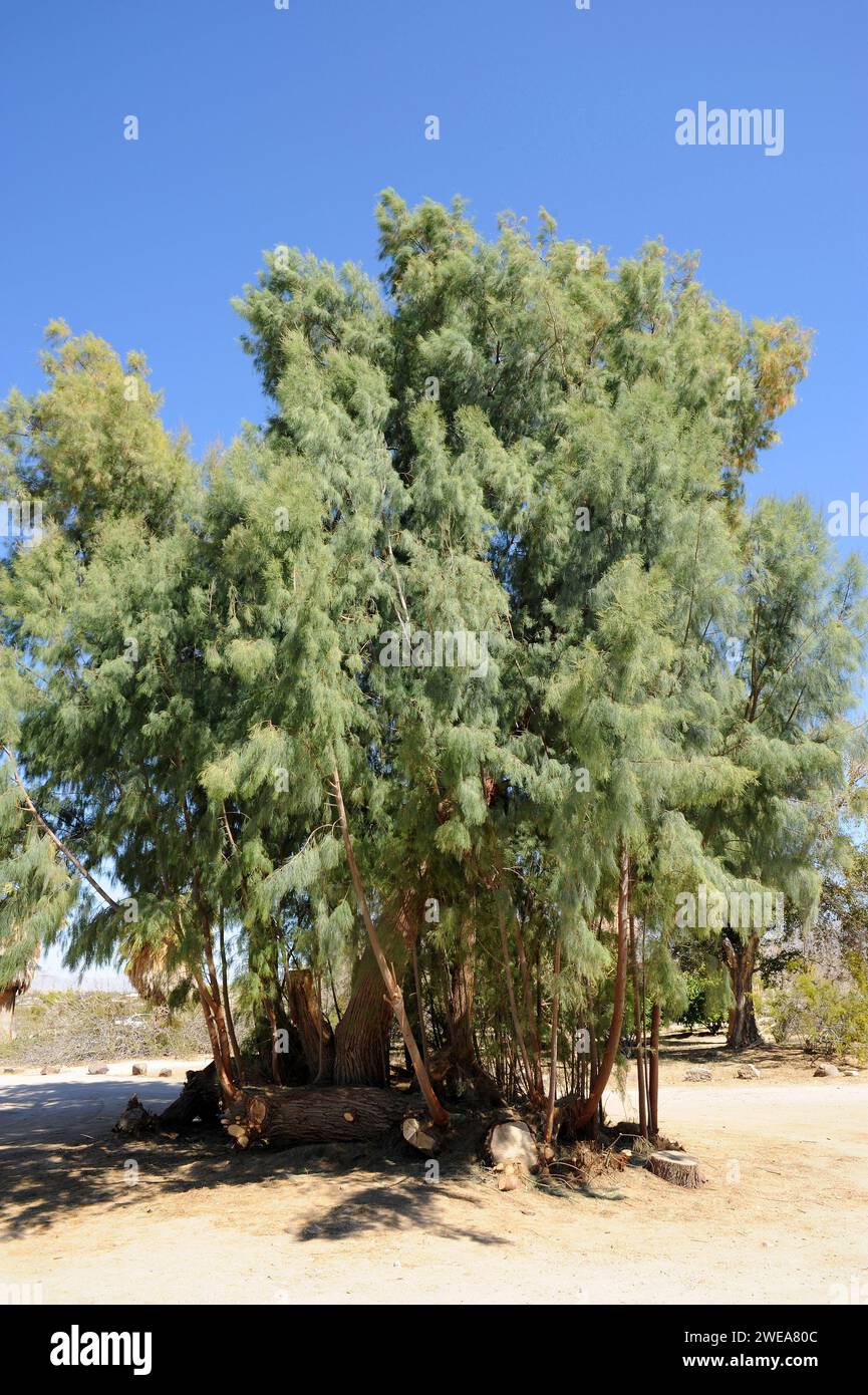 Salzzeder (Tamarix ramosissima) ist ein Laubstrauch oder kleiner Baum aus Eurasien und in Amerika eingebürgert. Dieses Foto wurde in Joshua Tree aufgenommen Stockfoto