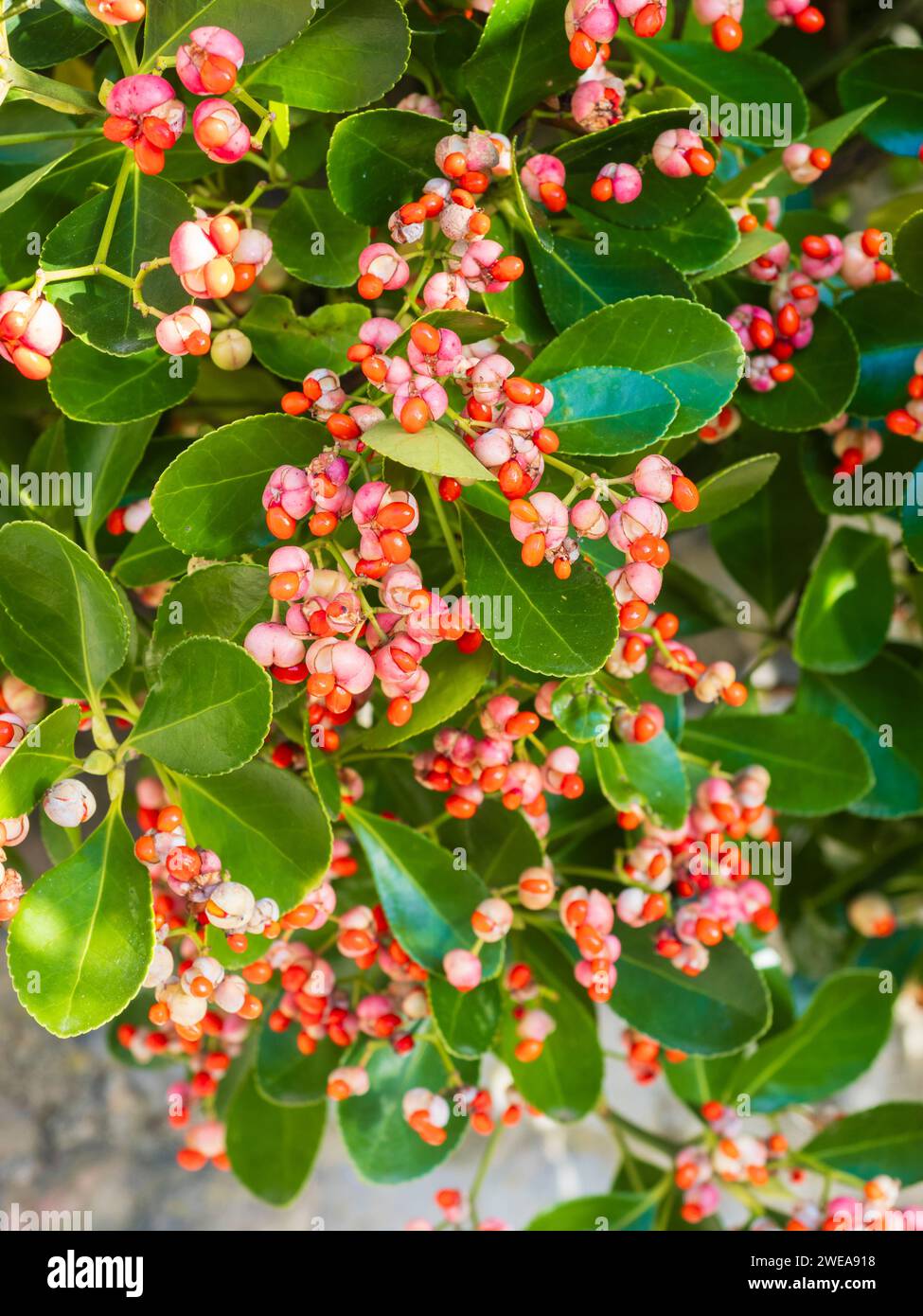 Winterfrüchte und Samen des japanischen Spindelbaums Euonymus japonicus Stockfoto