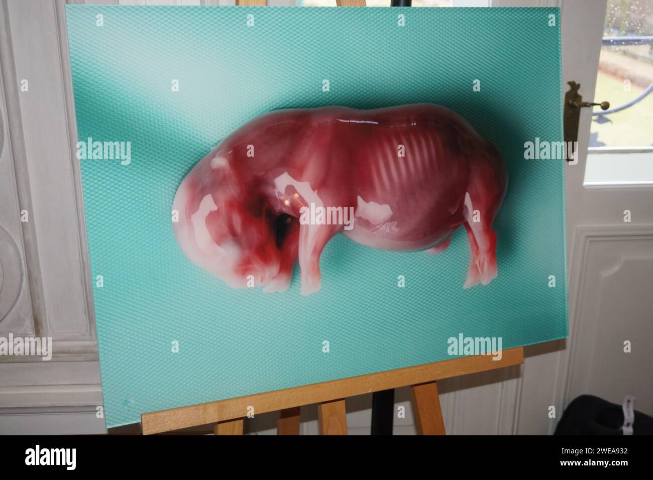 Berlin, Deutschland. Januar 2024. Das internationale Wissenschaftsteam BioRescue stellte am 24. Januar 2024 in Berlin den Fötus des südlichen Weißen Nashorns (Ceratotherium simum) vor. Das Team, das versucht, das Nordnashorn vor dem Aussterben zu retten, hat zum ersten Mal erfolgreich einen Embryo in den Körper eines weiblichen Nashörns eingeführt. Hier ist der Fetus abgebildet, der durch den Embryotransfer entstanden ist. Quelle: Ales Zapotocky/CTK Photo/Alamy Live News Stockfoto