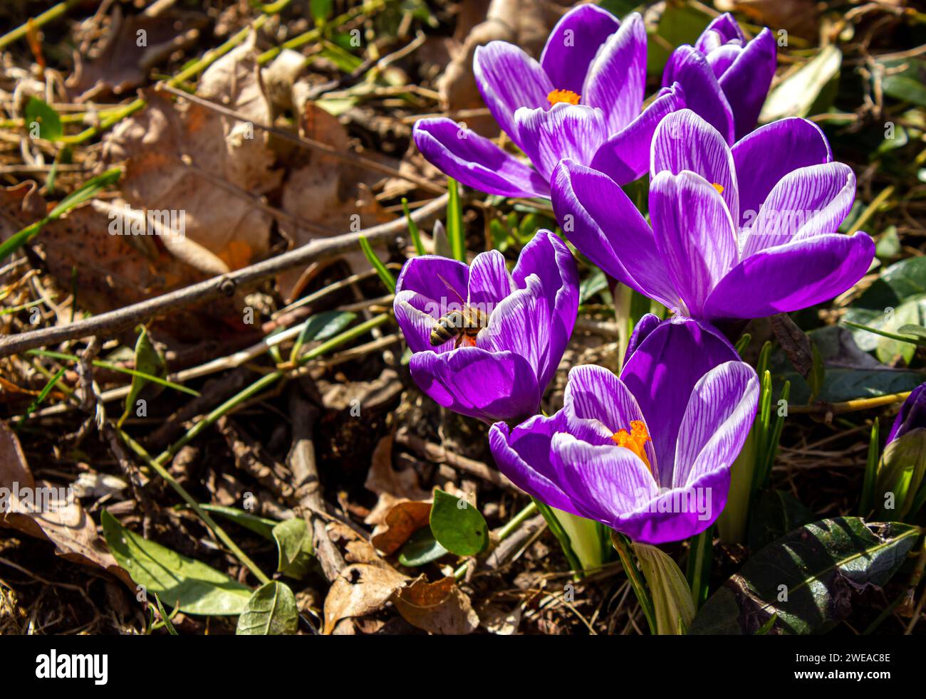 Eine Biene auf einer rosa Safranblume. Bienen pflücken Pollen aus Krokusblüten. Beschäftigte Biene innerhalb des Flieder-Krokusblume Frühlingshintergrunds mit Kopierraum. Stockfoto