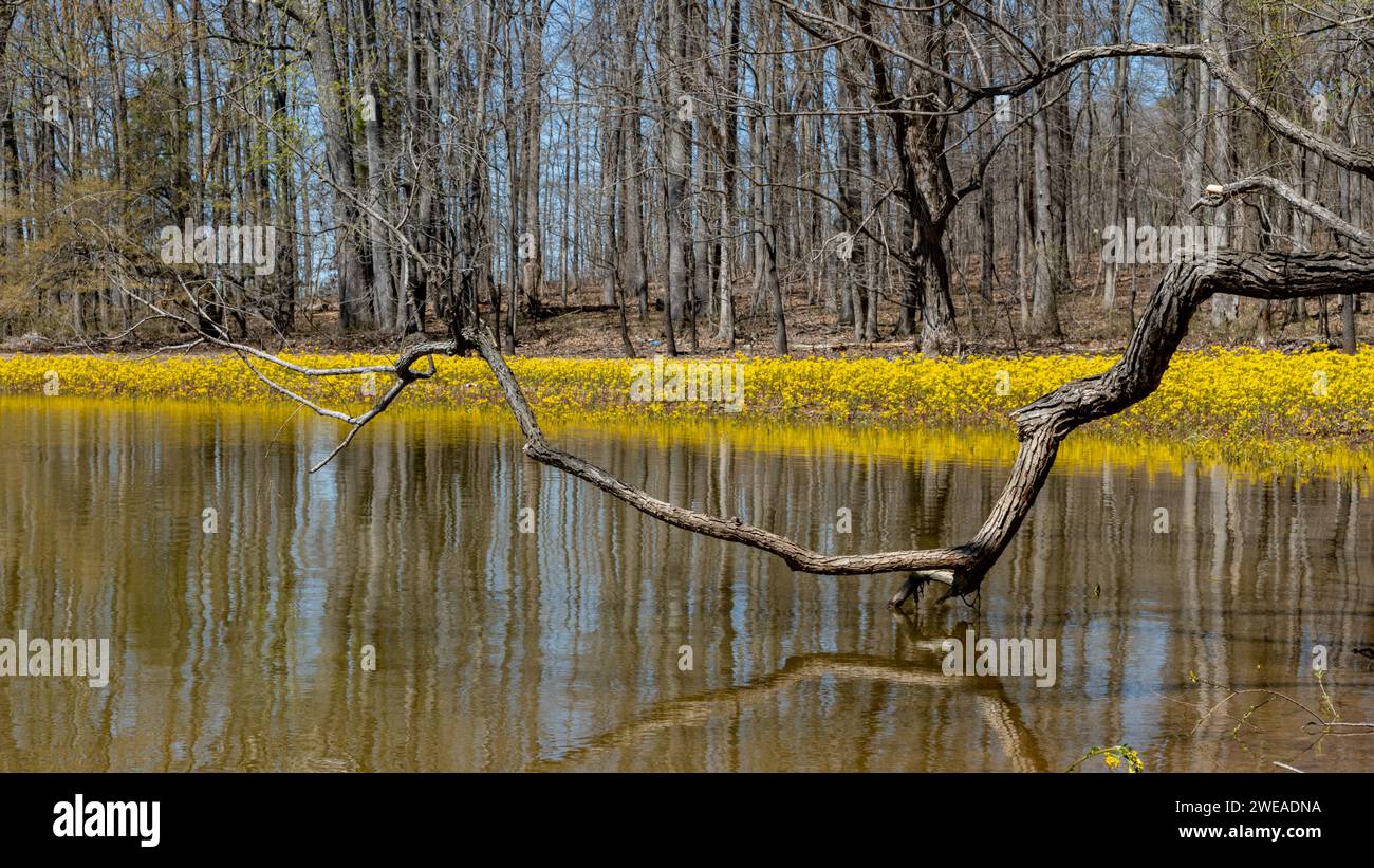 Landschaft von Honkers Bay, KY Stockfoto