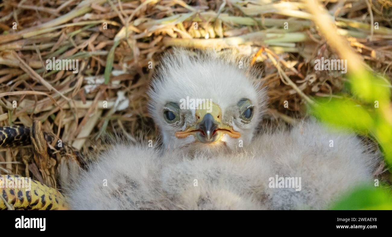 Die langbeinigen Bussarde (Buteo rufinus) sind 5 Tage alt, die Augen der Älteren sind offen. Weiße Küken im ersten Falschgefieder, sie halten keine Köpfe Stockfoto