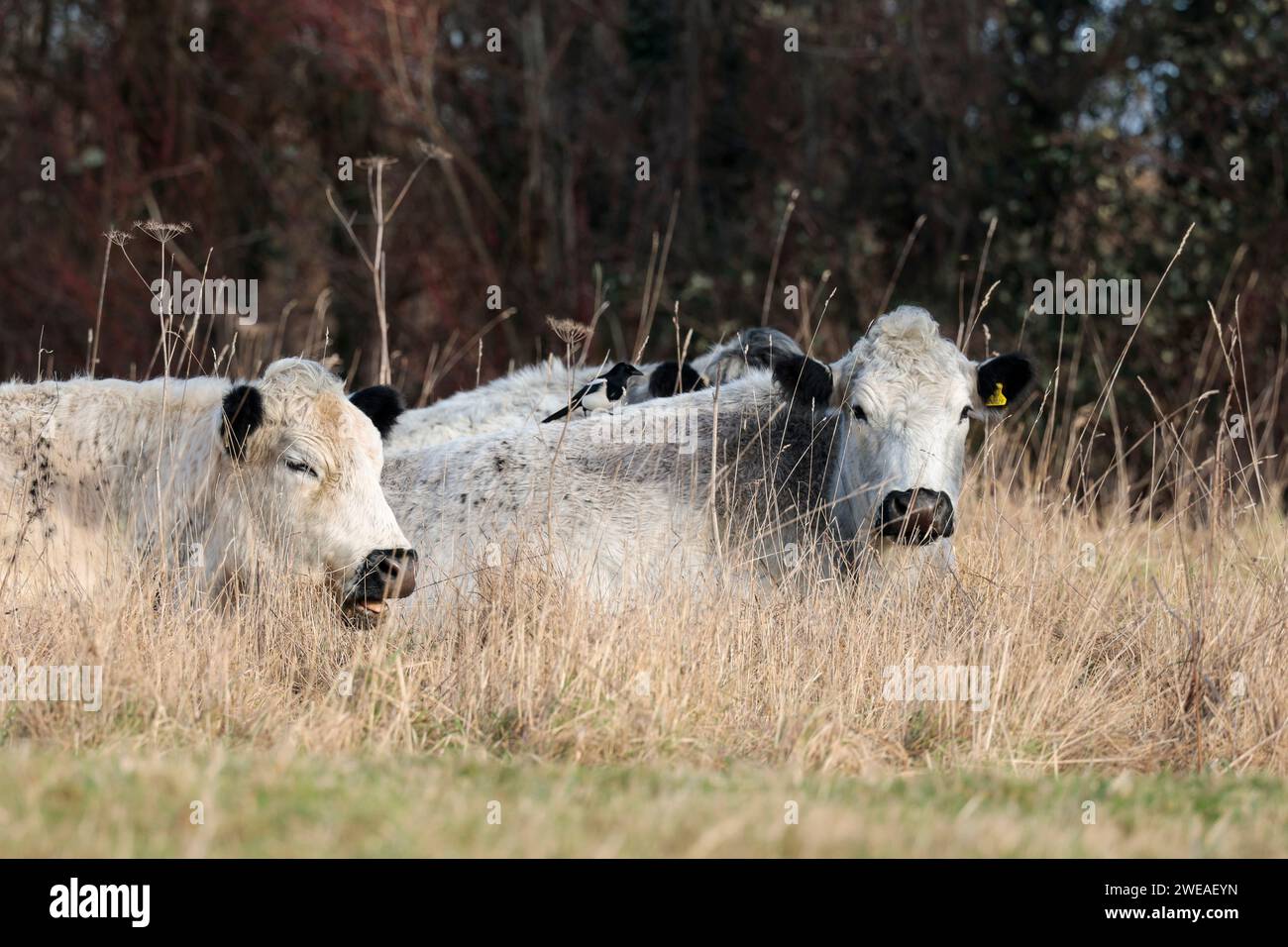 Britisches Weisshornvieh lockt britisches Ochsenpechs die Elster Pica Pica, Wintersaison Trockenbeet für von Elster gepflegte Rast-Rinder Stockfoto