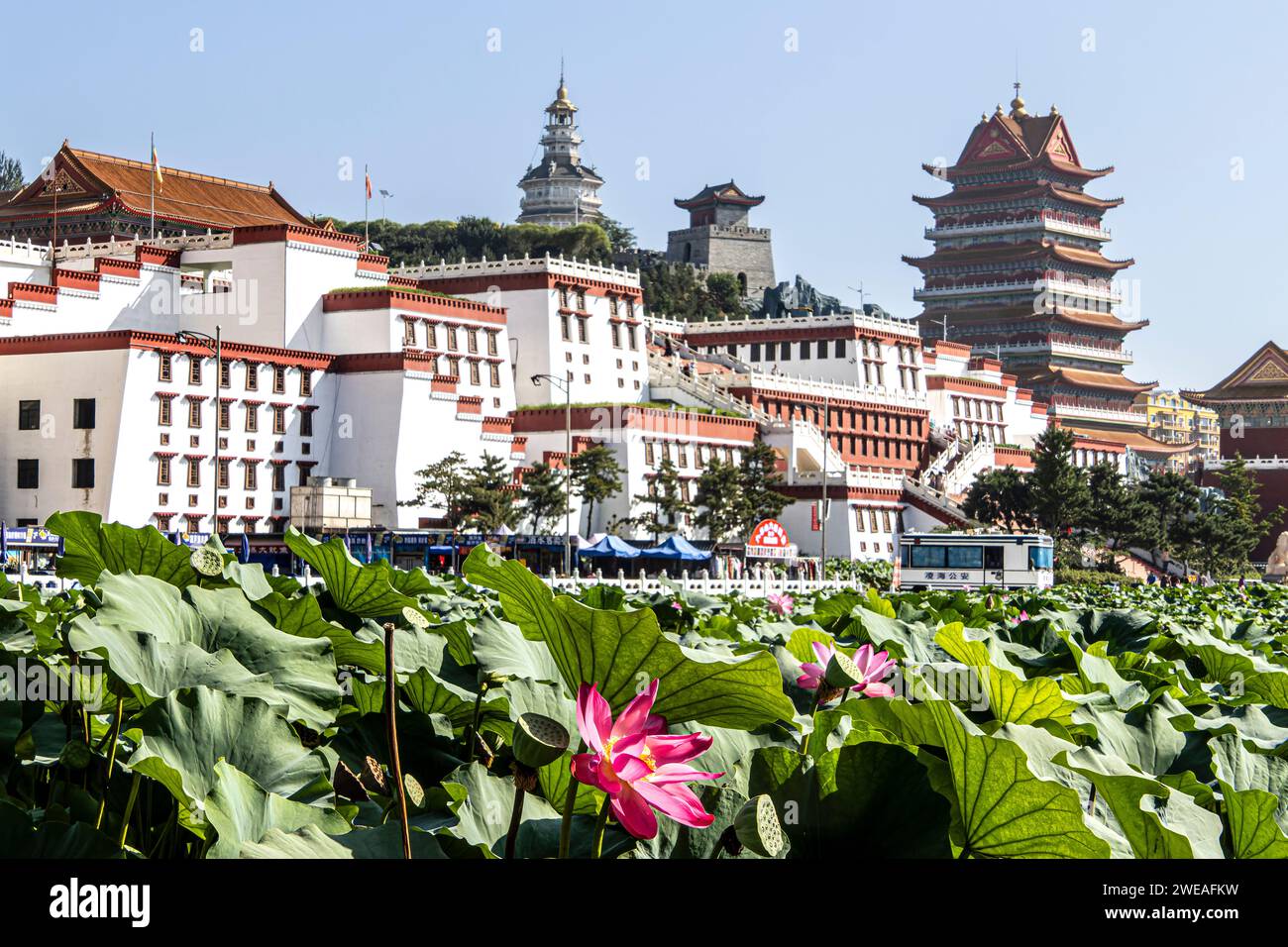 Jinzhou, Jiuhua Mountain, Liaoning, Linghai, Little Potala Palace, Volksrepublik China, Seerosen Stockfoto