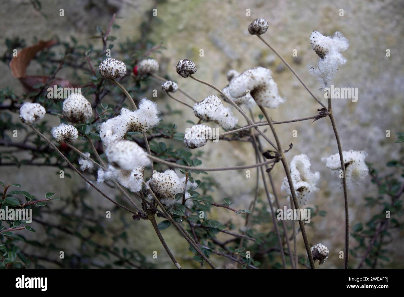 Weiße Fasern der Cotoneaster-Pflanze Oxford Botanic Garden, einer der ältesten wissenschaftlichen Gärten der Welt Oxford England Großbritannien Stockfoto