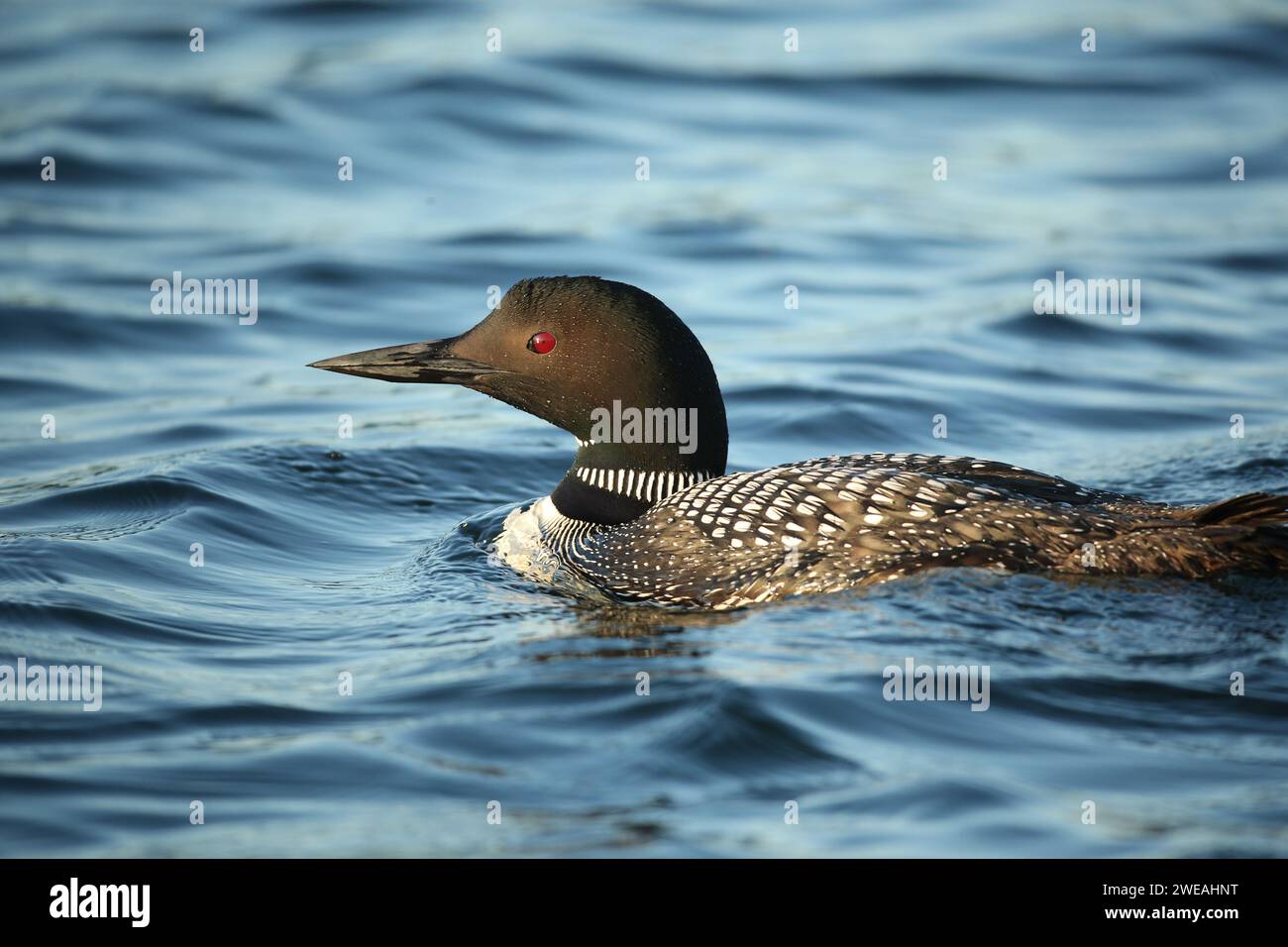 Loon on Lake Stockfoto