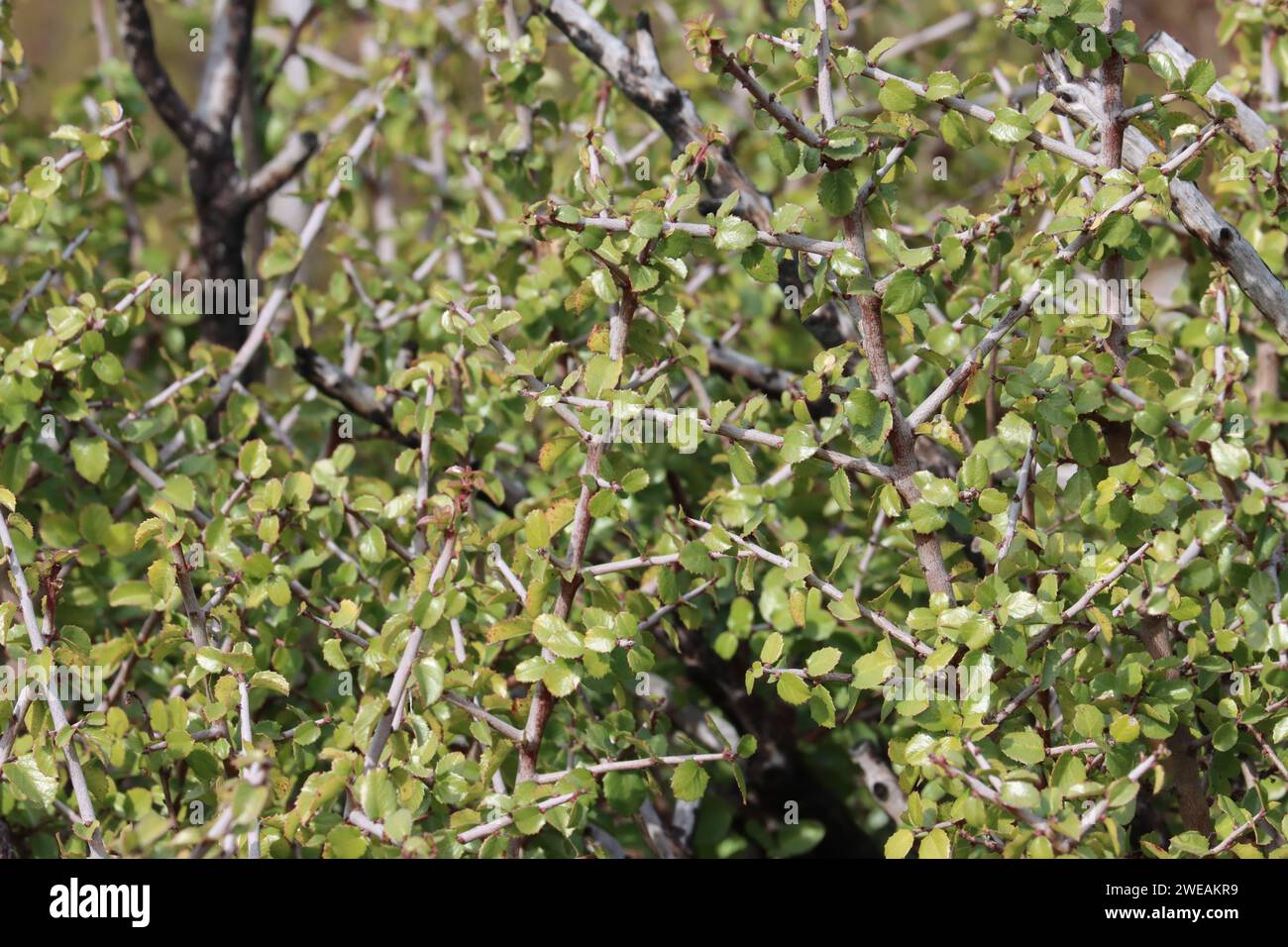 Stachelrothbeere, Rhamnus Crocea, ein einheimischer polygamodioeciziöser Sträucher, der im Winter in den Santa Ana Mountains elliptisch obovate Blätter zeigt. Stockfoto