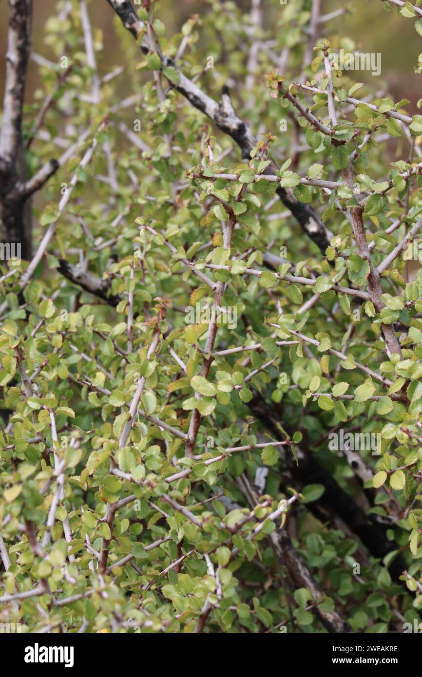 Stachelrothbeere, Rhamnus Crocea, ein einheimischer polygamodioeciziöser Sträucher, der im Winter in den Santa Ana Mountains elliptisch obovate Blätter zeigt. Stockfoto