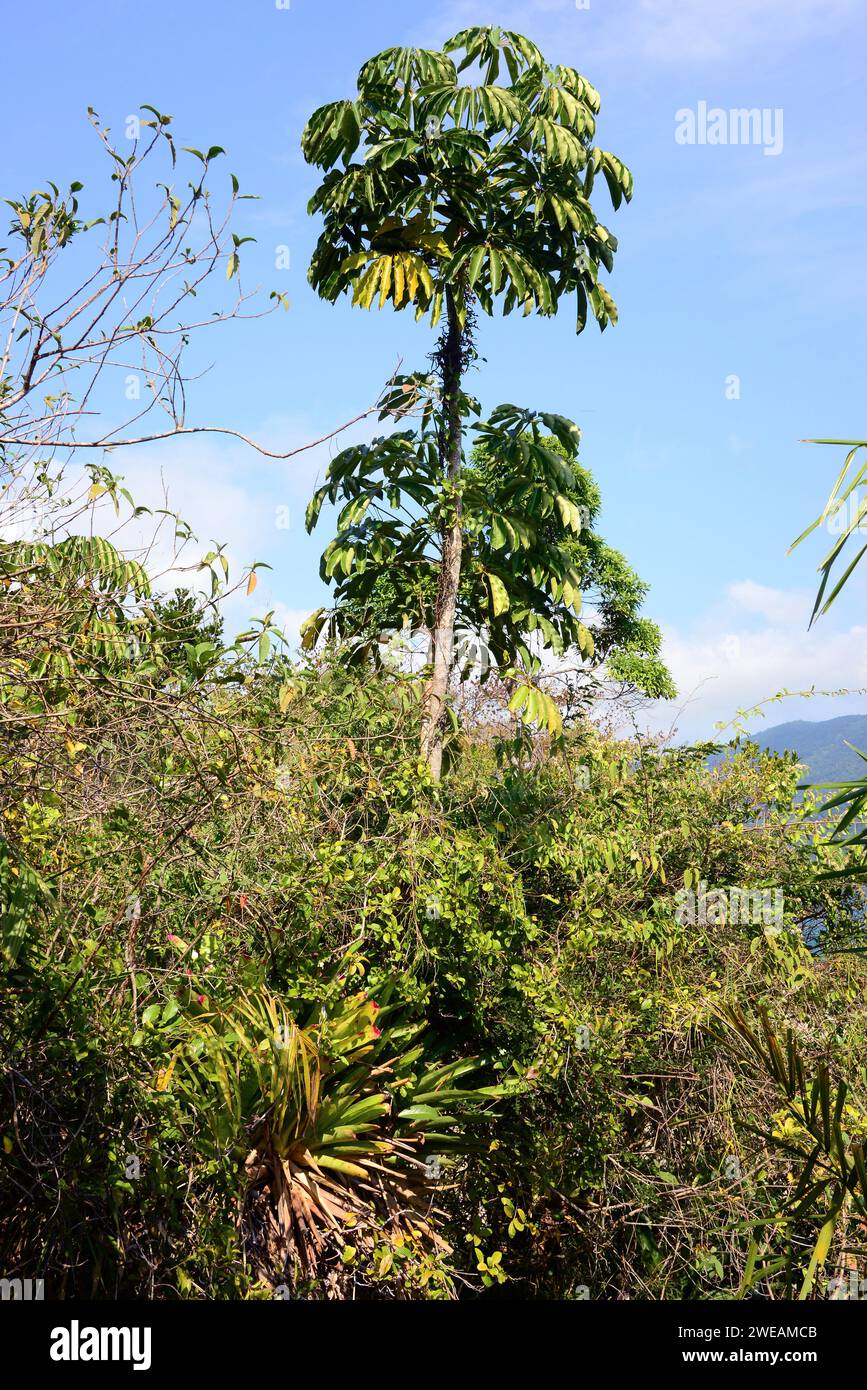 Snakewood (Cecropia peltata) ist ein immergrüner invasiver Baum, der im tropischen Amerika beheimatet ist. Dieses Foto wurde in der Nähe von Paraty, Brasilien, aufgenommen. Stockfoto