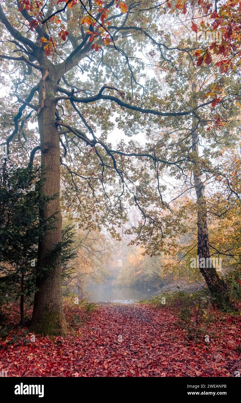 Eine herbstliche Waldszene in Chislehurst, Kent, Großbritannien. Stockfoto