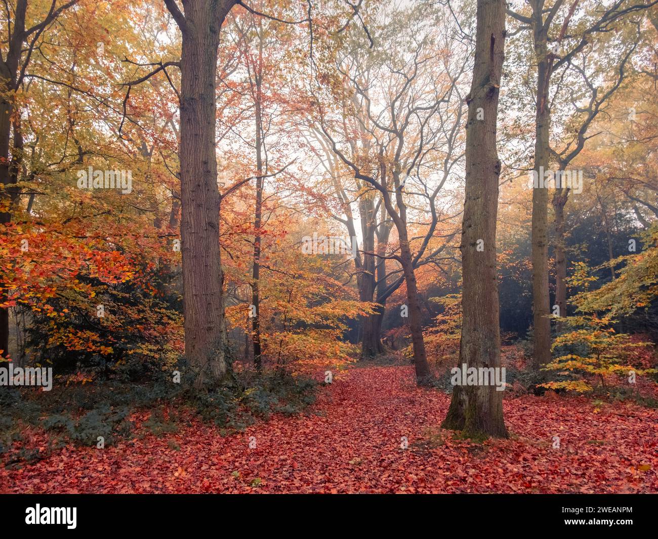 Eine herbstliche Waldszene in Chislehurst, Kent, Großbritannien. Stockfoto