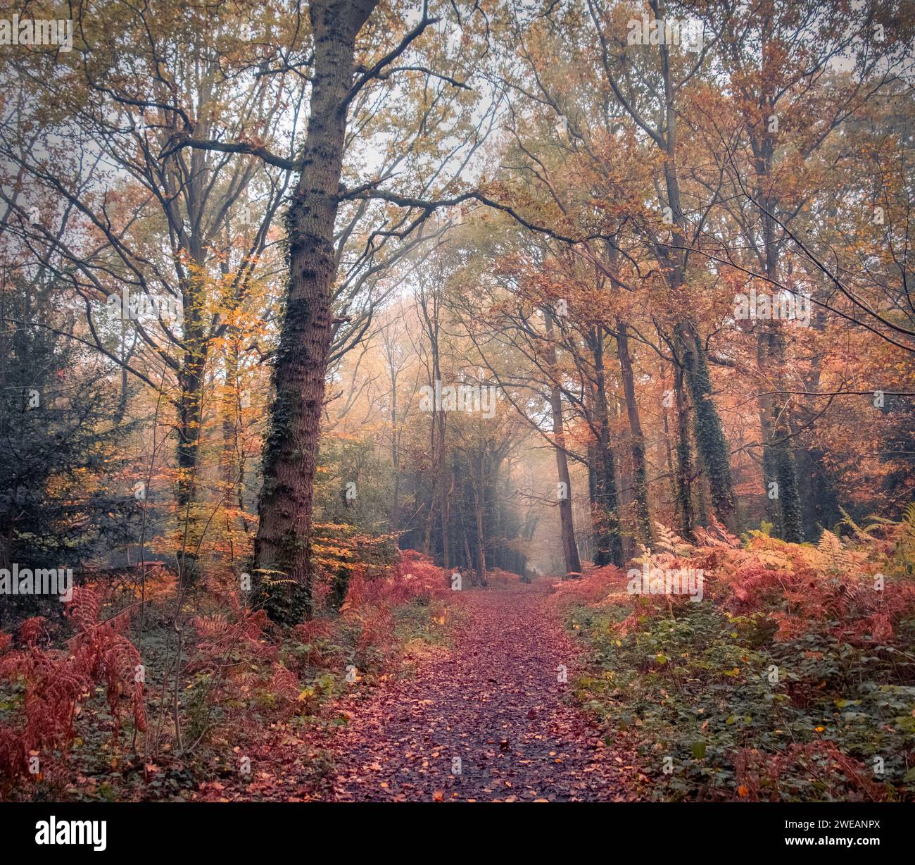 Eine herbstliche Waldszene in Chislehurst, Kent, Großbritannien. Stockfoto